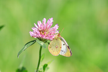 Colias erate sucking the nectar of red clover