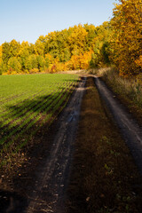 Vertical photo of the village road passing through a sown field and an autumn forest. Yellow faces, mud, sunny days in autumn.