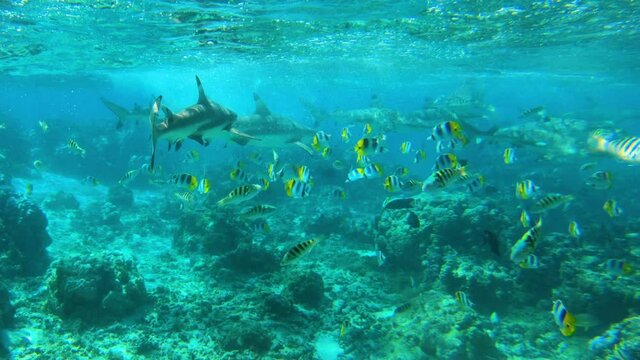 Shark frenzy - Many Blacktip Reef Sharks Swimming close by camera. Cruise ship travel adventure in Huahine, Tahiti in coral reef lagoon, Pacific Ocean. Underwater snorkeling video, French Polynesia