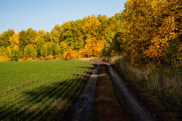 A village road passing through a sown field and an autumn forest. Yellow faces, mud, sunny days in autumn.