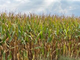 field of corn