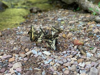 frog on the ground