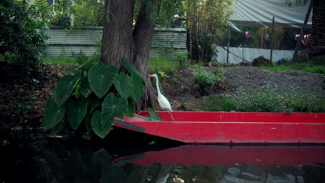 White heron standing on red boat in Xochimilco Lake