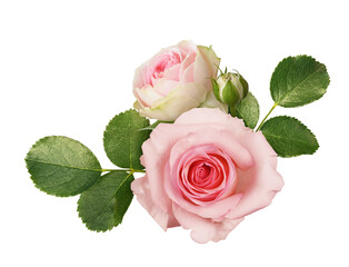 Pink rose flowers and bud with green leaves in a floral arrangement isolated