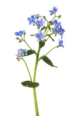 Blue forget-me-not flowers isolated