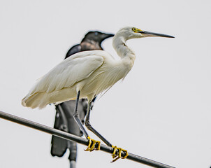 小牧山城の見える農業地域の自然
電線で休憩中の白鷺と後ろのカラス