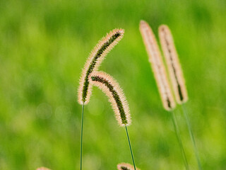小牧山城の見える農業地域の自然
朝日を浴びた草の穗