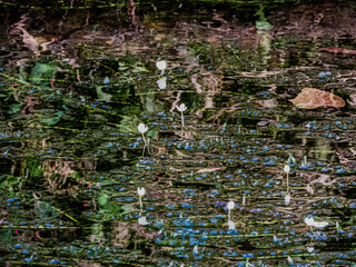 小牧山城の見える農業地域の自然
川藻の花