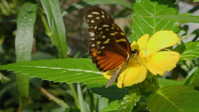 Heliconius hecale, the tiger longwing butterfly collecting nectar from a flower on a sunny day in summer.