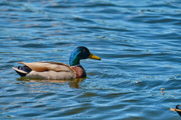 Ducks in the pond of Kaliningrad in the summer.