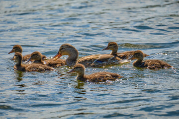Ducks in the pond of Kaliningrad in the summer.
