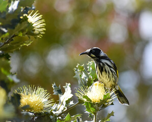 New Holland honey eater