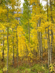 Fototapeta premium Autumn leaf colors fall foliage
