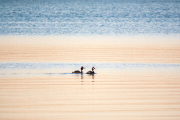 Fototapeta na wymiar Two Great Crested Grebes swim in the lake