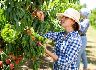 Young woman in hat picking peaches in garden at sunny day outdoor