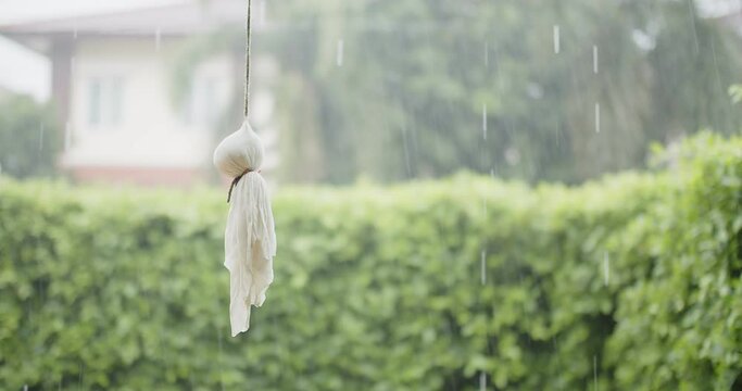 Cute traditional Japanese Doll Teru teru bouzu hanging on a rainy day with green nature plant background