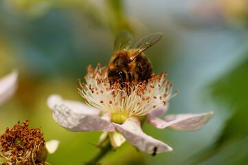 Close-up of a honey bee on a blackberry blossom.