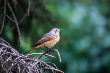The common redstart female, Phoenicurus phoenicurus, is photographed in close-up sitting on a branch against a blurred background.