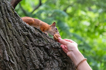 A woman feeding a squirrel in the summer park