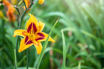 Hemerocallis Bonanza, Bonanza Daylily, perennial tuft forming herb with linear leaves and...