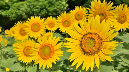 Fototapeta premium ヒマワリの花（Sunflower）