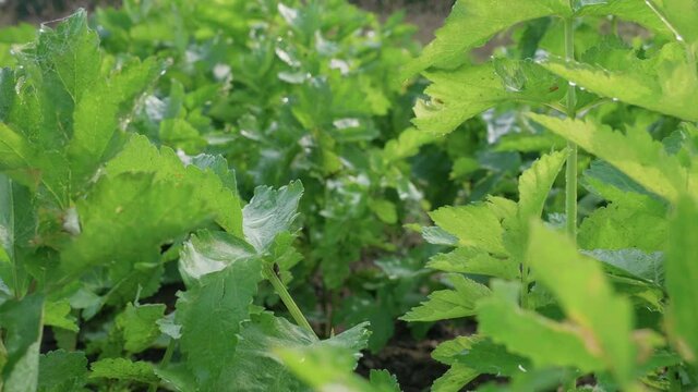 Vegetables in a garden field