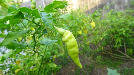small green chilies that are still young, not ready to be harvested
