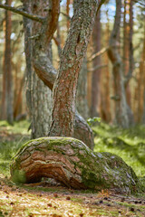Obraz premium Dancing forest on the Curonian Spit of the Kaliningrad region.