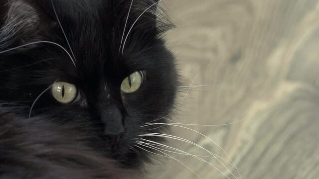 Close up on green eyed black ragdoll house cat turning to look at camera, 4K