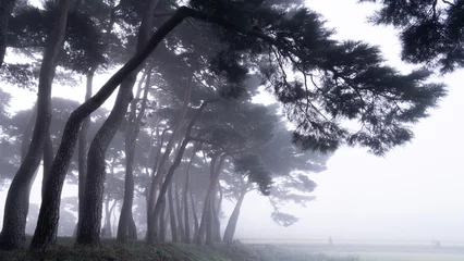 Foto op Plexiglas 안개가 자욱하게 낀 웅치 소나무 숲의 아침 풍경 © sephoto