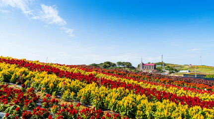 신앙 병풍도 맨드라미 축제장의 풍경