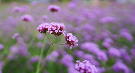 보라색으로 시선을 끈 숙근초 버들버베나꽃