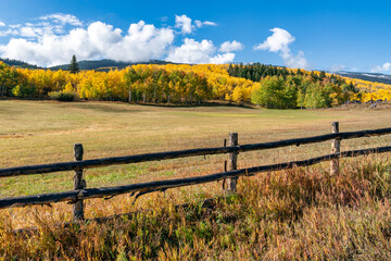 Autumn leaf color in Colorado