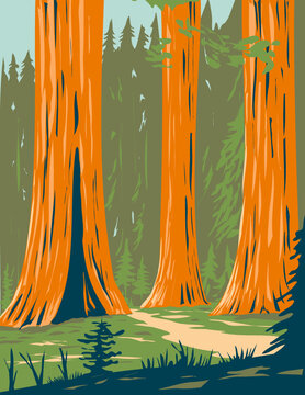 WPA poster art of Mariposa Grove of giant sequoia in the southernmost part of Yosemite National Park near Wawona, California, United States USA done in works project administration style.