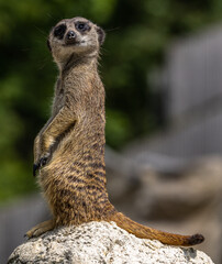 Meerkat, Suricata suricatta sitting on a stone and looking into the distance