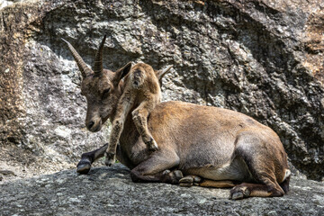 Young baby mountain ibex with its mother or capra ibex on a rock