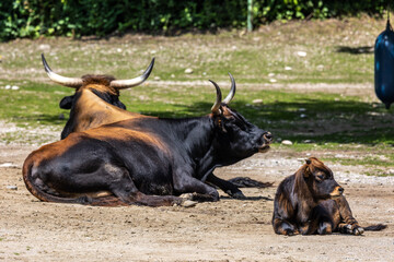 Young baby Heck cattle, Bos primigenius taurus or aurochs in a German park