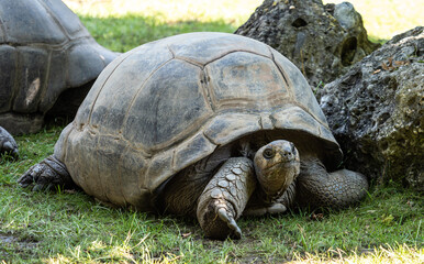 Aldabra giant tortoise, Curieuse Marine National Park, Curieuse, Seychelles