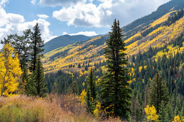 Autumn leaf color in Colorado