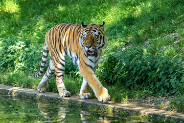 Plakat The Siberian tiger,Panthera tigris altaica in a park