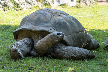 Fototapeta premium Aldabra giant tortoise, Curieuse Marine National Park, Curieuse, Seychelles
