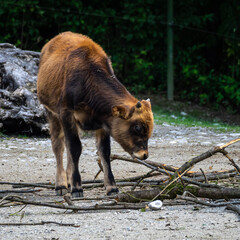 Heck cattle, Bos primigenius taurus or aurochs in the zoo