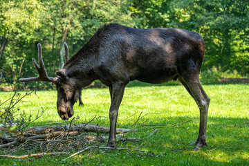 Naklejka premium European Moose, Alces alces, also known as the elk