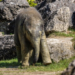 Obraz premium The Asian elephant, Elephas maximus also called Asiatic elephant