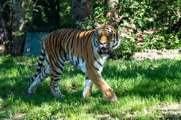 The Siberian tiger,Panthera tigris altaica in a park