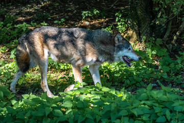 European Grey Wolf, Canis lupus in a german park