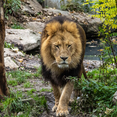 The lion, Panthera leo is one of the four big cats in the genus Panthera