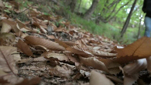 Camminare nel Bosco in 4K HDR