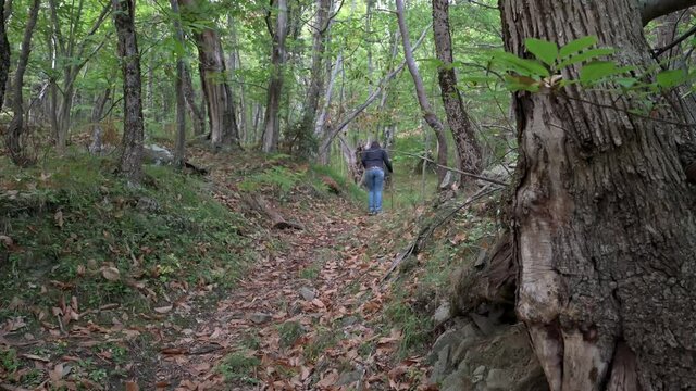 Camminare nel Bosco in 4K HDR