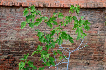 Ficus carica, the common fig, is the species known around the world for its edible fig and has been...